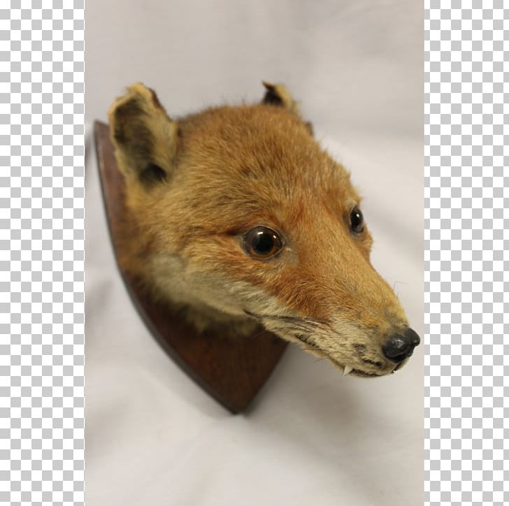 Red Fox Dhole Price Fur PNG, Clipart, Clock, Deer, Dhole, Dog Like Mammal, Fauna Free PNG Download