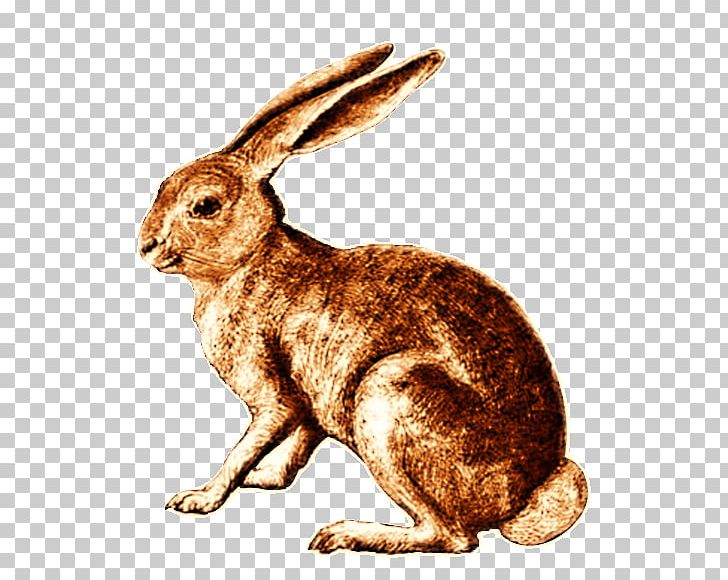 Hare Domestic Rabbit Dutch Rabbit Cottontail Rabbit PNG, Clipart, Animal, Animals, Art, Cottontail Rabbit, Domestic Rabbit Free PNG Download