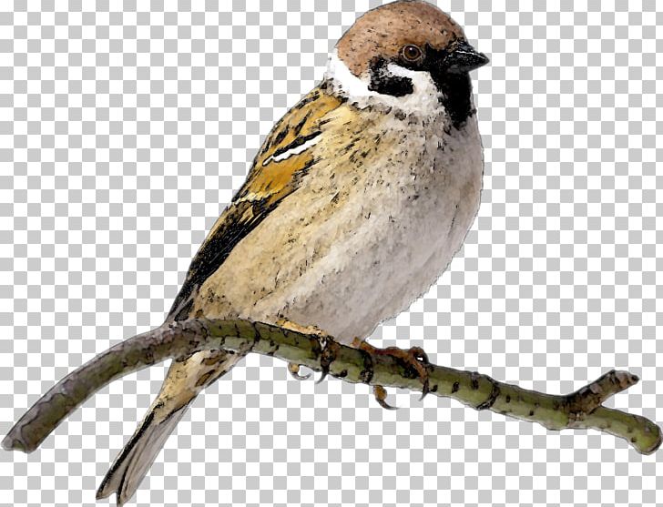 House Sparrow Portable Network Graphics Open PNG, Clipart, Animals, Beak, Bird, Download, Emberizidae Free PNG Download