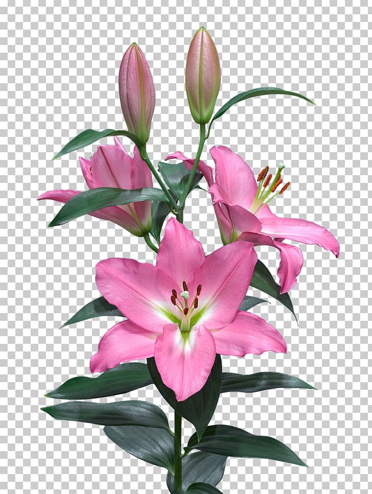 Lilium ‘Casa Blanca’ Thessaloniki PNG, Clipart, Assortment Strategies, Cut Flowers, Flower, Flowering Plant, Freesia Free PNG Download