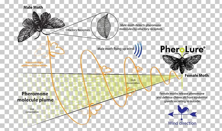 Butterfly Moth Wing Graphics Insect PNG, Clipart, Angle, Butterflies And Moths, Butterfly, Diagram, Drawing Free PNG Download