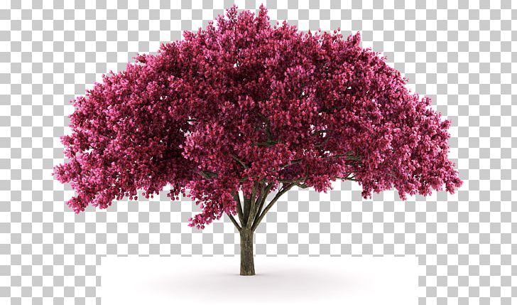 Cherry Blossom Stock Photography Cherry Plum PNG, Clipart, Blossom, Cherry, Cherry Blossom, Cherry Plum, Deciduous Free PNG Download