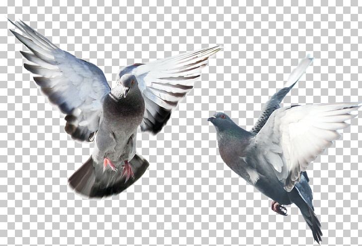 Domestic Pigeon Columbidae Bird Fancy Pigeon PNG, Clipart, Animals, Beak, Bird, Columbidae, Domestic Pigeon Free PNG Download