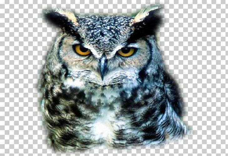 Great Grey Owl Bird Hantaoma Malombra PNG, Clipart, Aegolius, Beak, Bird, Bird Of Prey, Fauna Free PNG Download