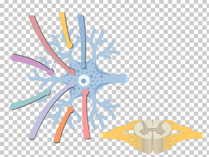 Multipolar Neuron Pseudounipolar Neuron Bipolar Neuron PNG, Clipart, Axon, Bipolar Neuron, Cell, Function, Histology Free PNG Download