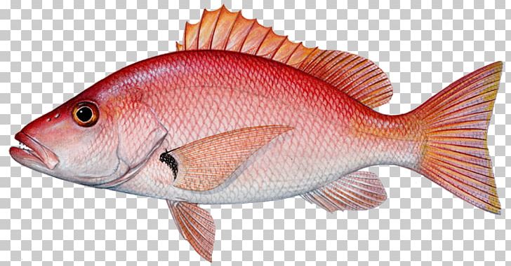 Northern Red Snapper Mangrove Snapper Lane Snapper Blackfin Snapper Fishing PNG, Clipart, Bait, Blackfin Snapper, Blackfin Tuna, Bluefish, Bony Fish Free PNG Download