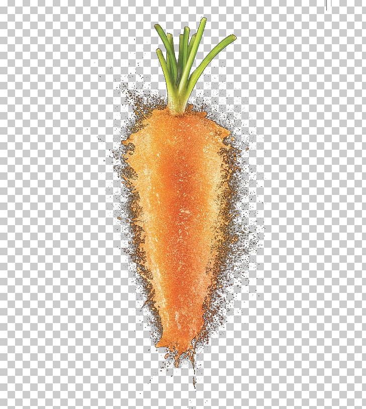 Orange Fruit PNG, Clipart, Bunch Of Carrots, Carrot, Carrot Cartoon, Carrot Juice, Carrots Free PNG Download