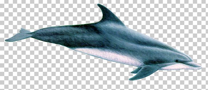 Common Bottlenose Dolphin Spinner Dolphin Striped Dolphin Rough-toothed Dolphin Tucuxi PNG, Clipart, Animal, Animals, Bottlenose Dolphin, Cetacea, Fauna Free PNG Download