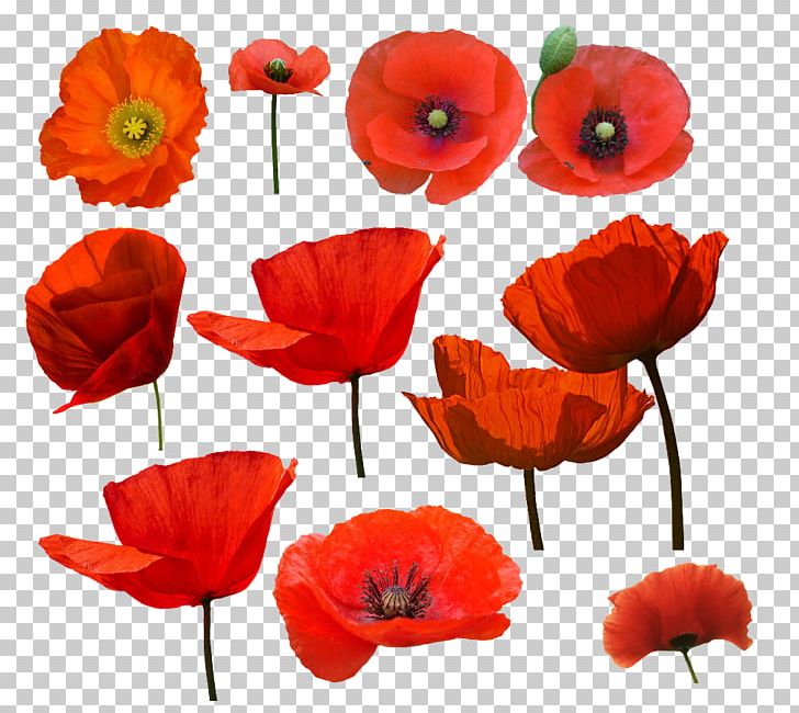 Common Poppy Watercolor Painting Drawing PNG, Clipart, Art, Botany, Common Poppy, Coquelicot, Cut Flowers Free PNG Download