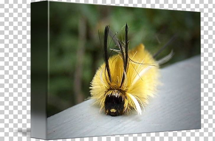 Honey Bee Bumblebee Pollen PNG, Clipart, Arthropod, Bee, Bumblebee, Fuzzy Caterpillar, Honey Free PNG Download
