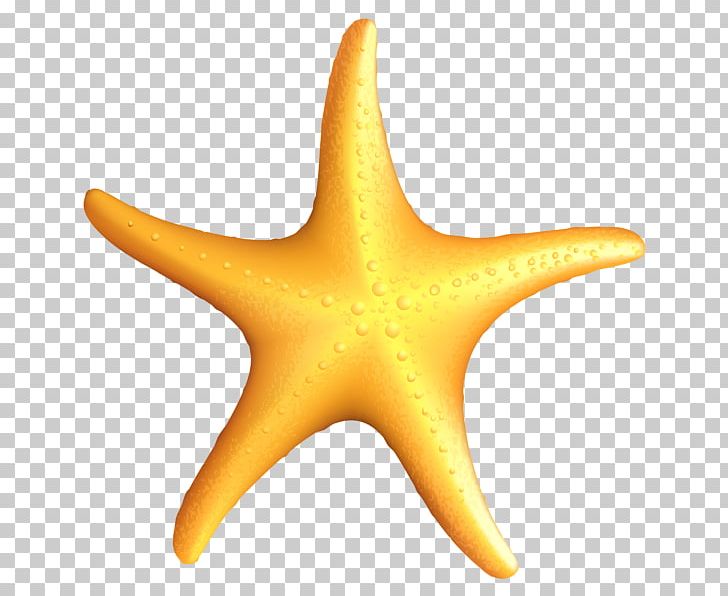 Starfish PNG, Clipart, Animals, Basket Star, Brittle Star, Clip Art, Drawing Free PNG Download