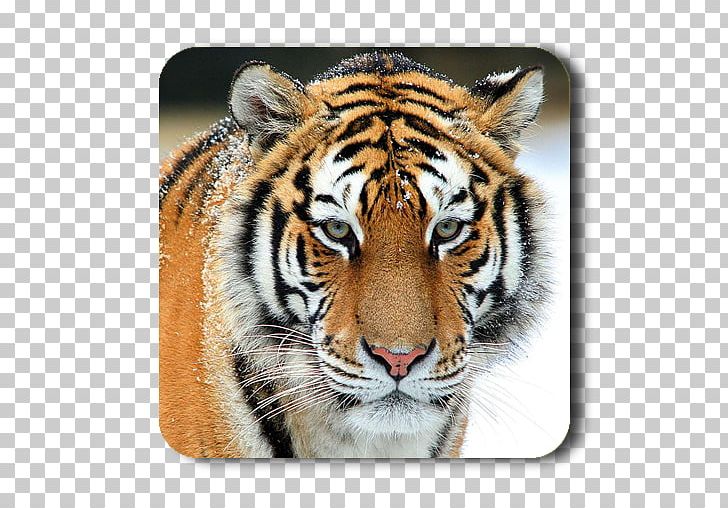 Tiger Animal Desktop Gray Wolf Cat PNG, Clipart, Animal, Animals, Big Cat, Big Cats, Carnivoran Free PNG Download