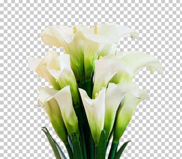 Arum-lily Flower Floristry PNG, Clipart, Artificial Flower, Calla, Calla Lily, Callalily, Computer Icons Free PNG Download