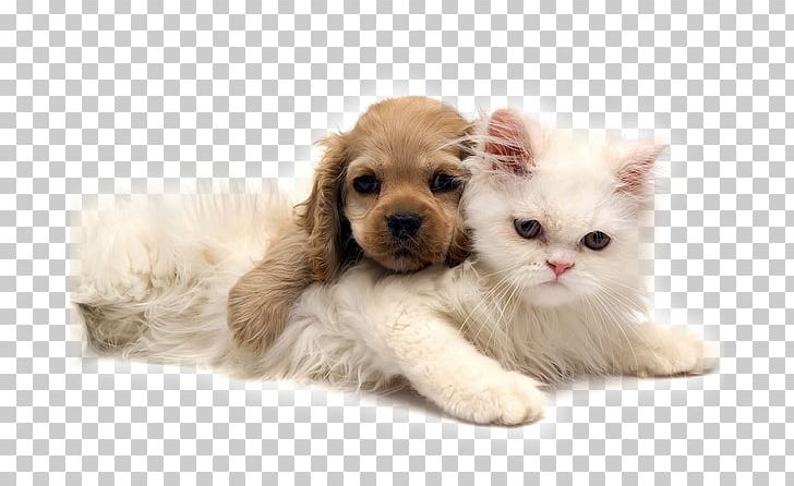 Dog Kitten Puppy Pet Sitting Norwegian Forest Cat PNG, Clipart, Animals, Carnivoran, Cat, Cat Like Mammal, Cats Dogs Free PNG Download