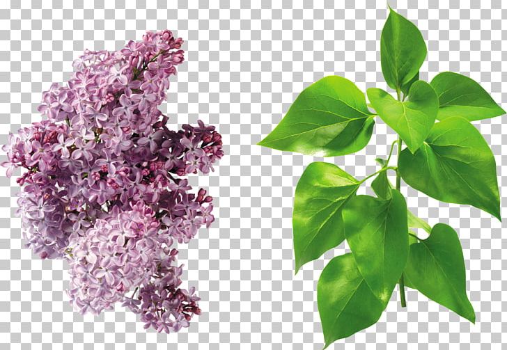 Lilac Leaf Branch PNG, Clipart, Basil, Branch, Flower, Green, Green Leaves Free PNG Download