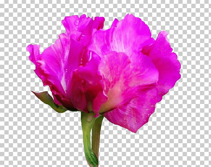 Photography PNG, Clipart, Annual Plant, Azalea, Blog, Carnation, Cattleya Free PNG Download