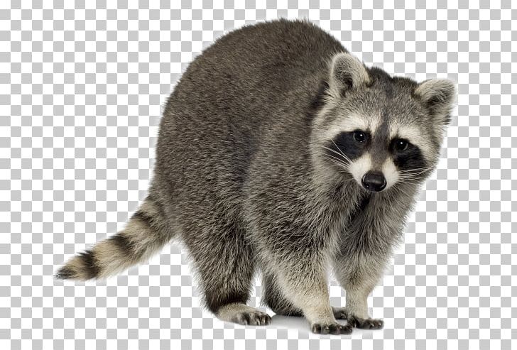 Raccoon Dog Trapping Stock Photography Pest Control PNG, Clipart, Animal Control And Welfare Service, Carnivoran, Fur, Great Egret, Mammal Free PNG Download