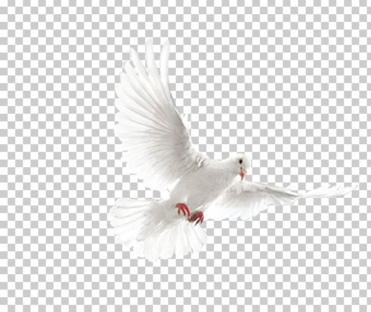 Rock Dove Columbidae Bird PNG, Clipart, Adobe Illustrator, Animals, Beak, Bird, Columba Free PNG Download