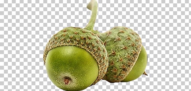 Spenser's S Of Life Quercus Suber Veronica Downing Associates Ltd Acorn PNG, Clipart, Acorn, C S Lewis, Ecology, Food, Fruit Free PNG Download