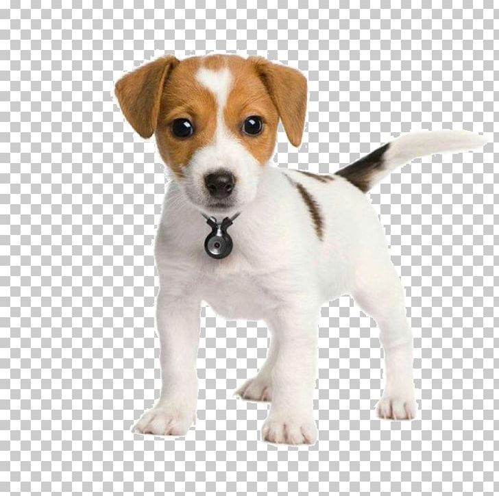 The Parson And Jack Russell Terriers Parson Russell Terrier Puppy PNG, Clipart, Animals, Body, Carnivoran, Companion Dog, Dog Breed Free PNG Download