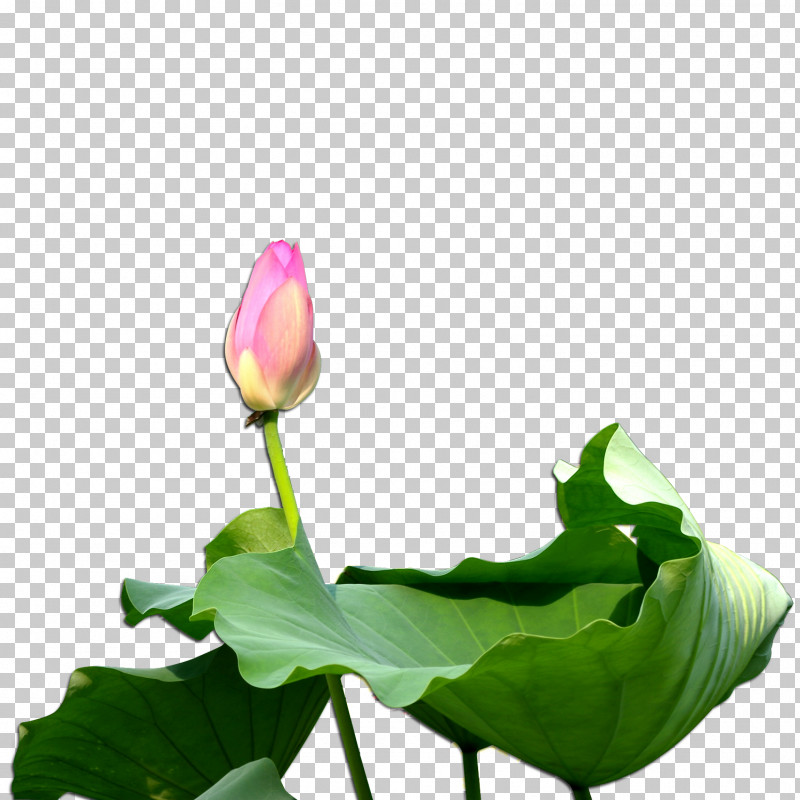 Lotus PNG, Clipart, Alismatales, Anthurium, Aquatic Plant, Arum Family, Bud Free PNG Download