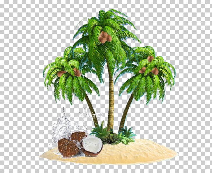 Coconut Flowerpot Houseplant PNG, Clipart, Arecales, Coconut, Flowerpot, Fruit Nut, Houseplant Free PNG Download