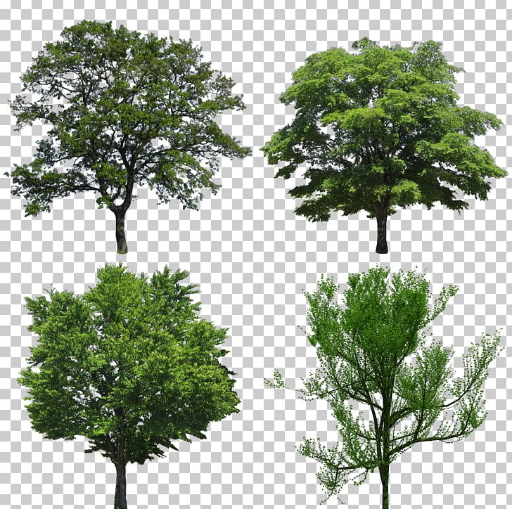 Tree Stock Photography Quercus Ilex Oak Evergreen PNG, Clipart,  Free PNG Download