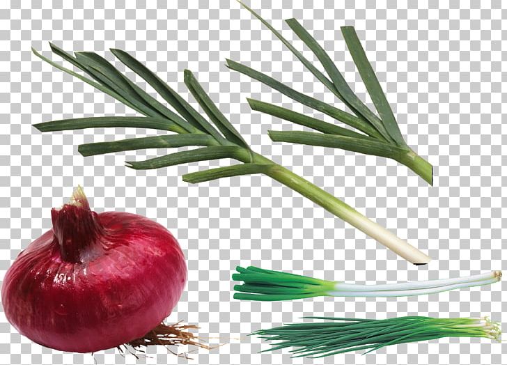 Allium Fistulosum Shallot Scallion PNG, Clipart, Allium Fistulosum, Food, Ingredient, Natural Foods, Onion Free PNG Download