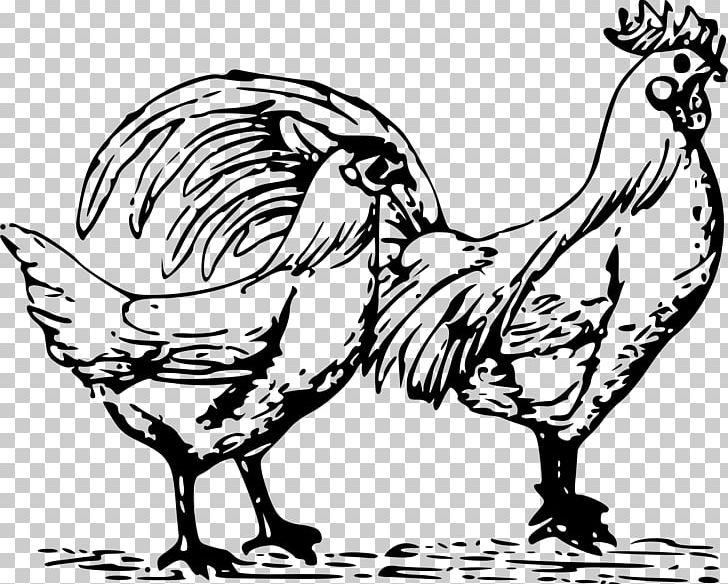 Chicken Drawing PNG, Clipart, Animals, Art, Artwork, Beak, Bird Free PNG Download