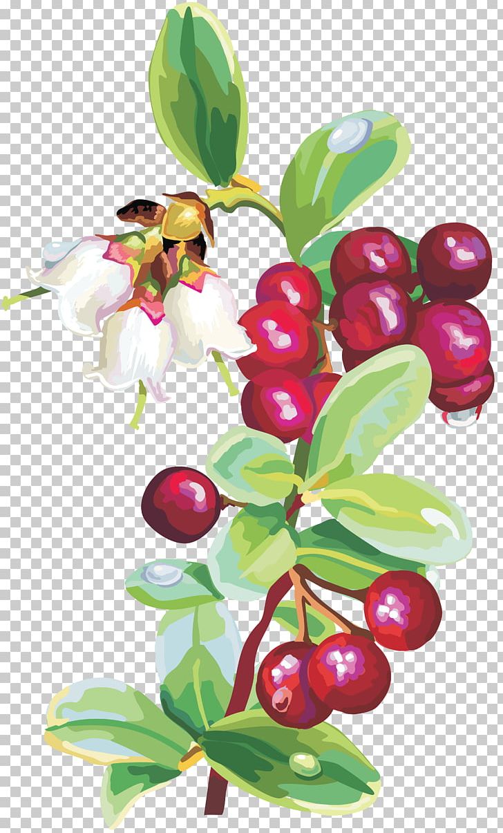 Cranberry Fruit PNG, Clipart, Auglis, Berry, Bilberry, Branch, Cherry Free PNG Download