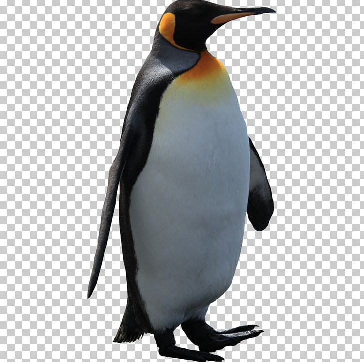 Emperor Penguin King Penguin PNG, Clipart, Animals, Beak, Bird, Clip Art, Desktop Wallpaper Free PNG Download