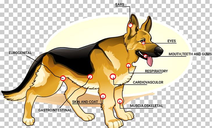 German Shepherd PNG, Clipart, Animal, Carnivoran, Dog, Dog Breed, Dog Like Mammal Free PNG Download