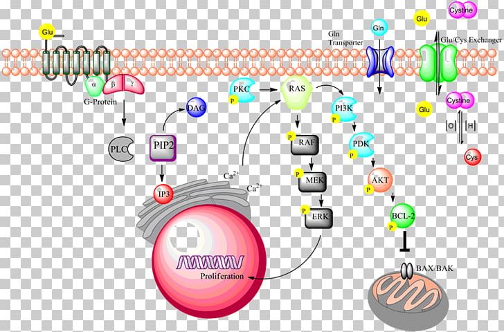 Signal Transduction Linguistics Cell Whole Language PNG, Clipart, Activate, Area, Brand, Cell, Cell Signaling Free PNG Download