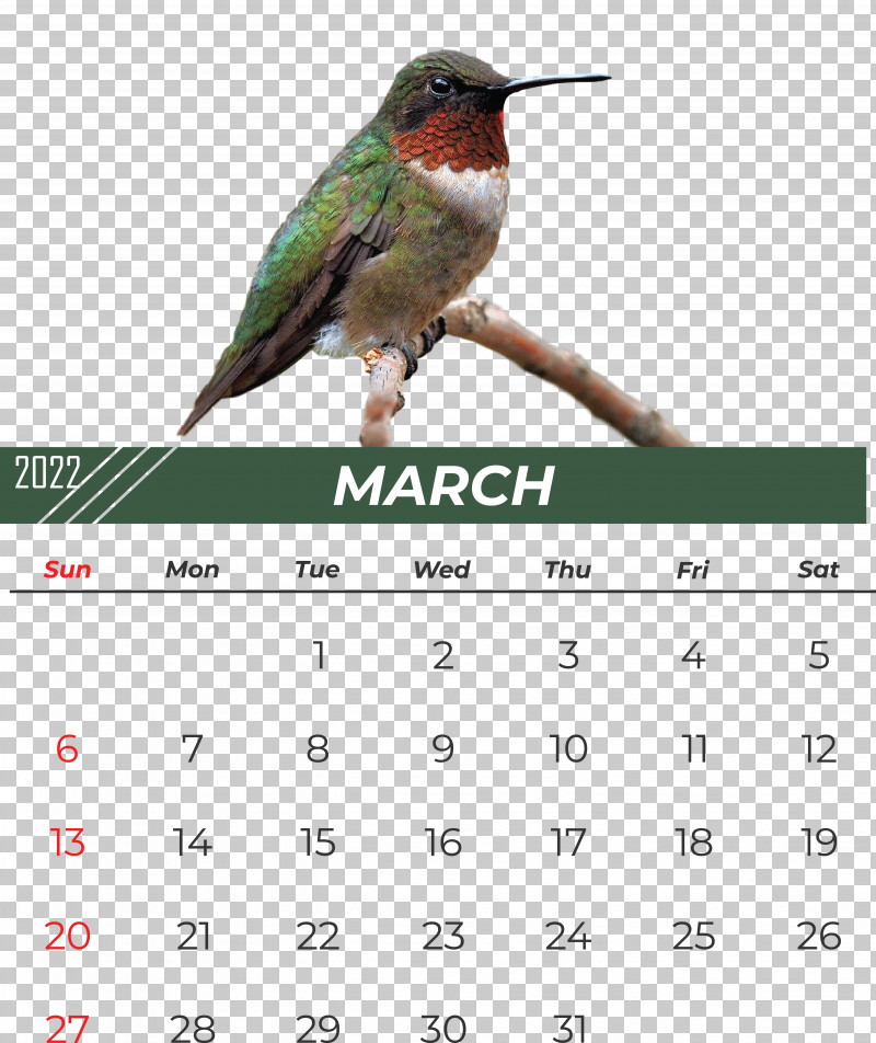 Hummingbirds 長坡村委会 長坡村委会 Changpo PNG, Clipart, Email, Footage, Gratis, Hummingbirds, Text Free PNG Download