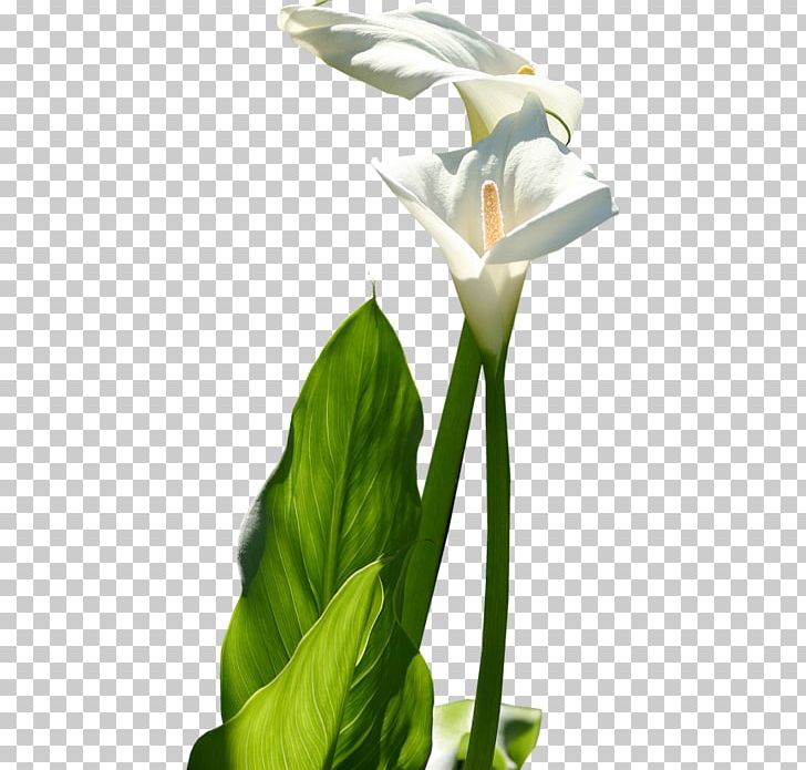 Cut Flowers Floral Design Arum-lily Petal PNG, Clipart, 1 November, 2016, Alismatales, Amor Virtul, Arum Free PNG Download