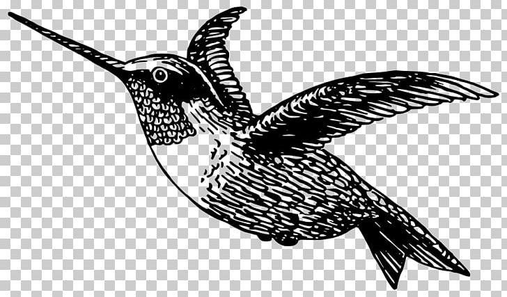 Drawing Hummingbird Coloring Book PNG, Clipart, Art, Ausmalbild, Beak, Bird, Bird Of Prey Free PNG Download