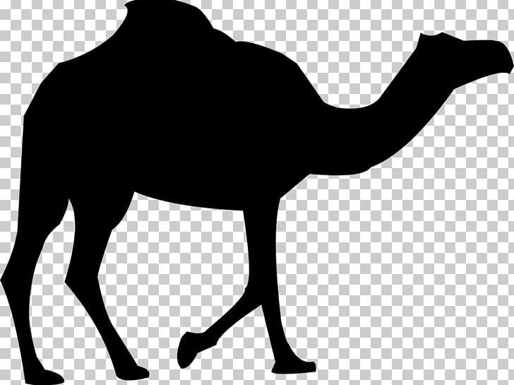 Dromedary Bactrian Camel PNG, Clipart, Animals, Arabian Camel, Camel, Camel Clipart, Camel Like Mammal Free PNG Download