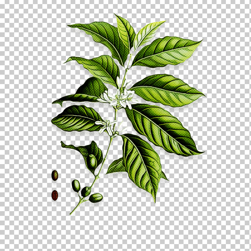 Coffee PNG, Clipart, Arabica Coffee, Cafe, Caffeine, Coffee, Herb Free PNG Download