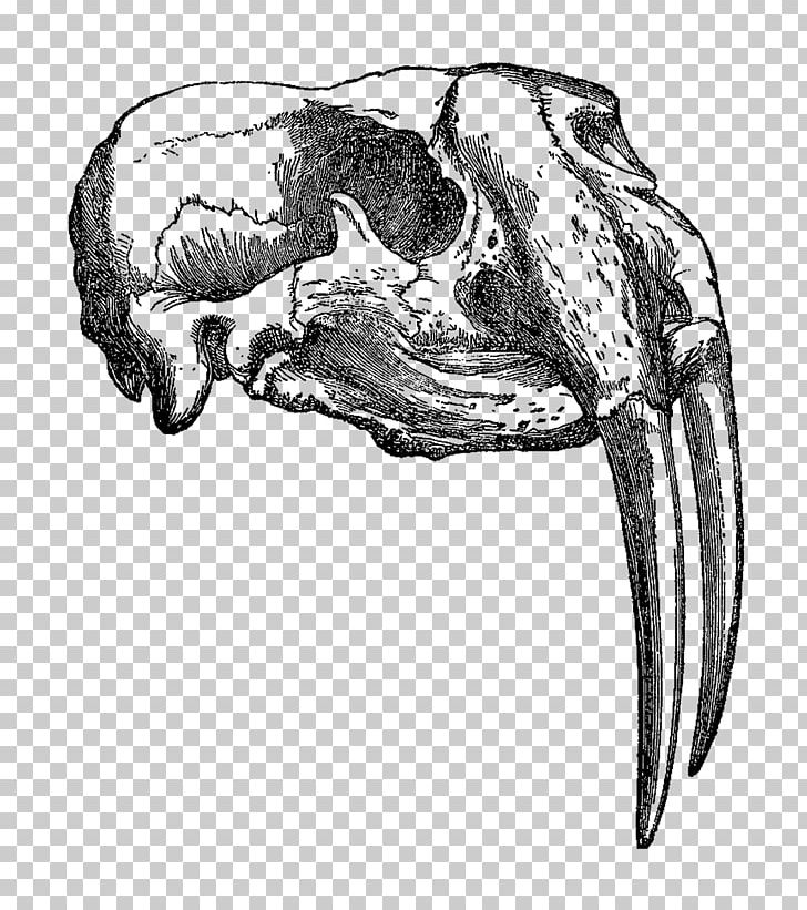 Drawing Animal Skulls PNG, Clipart, Animal, Animals, Animal Skulls, Arm, Black And White Free PNG Download