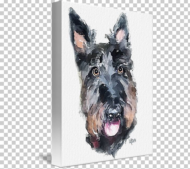 Miniature Schnauzer Scottish Terrier Dog Breed Snout PNG, Clipart, Breed, Carnivoran, Dog, Dog Breed, Dog Like Mammal Free PNG Download