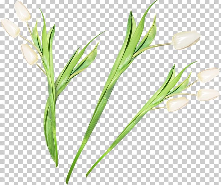 Tulip Cut Flowers PNG, Clipart, Bel, Commodity, Cut Flowers, Directory, Drawing Free PNG Download