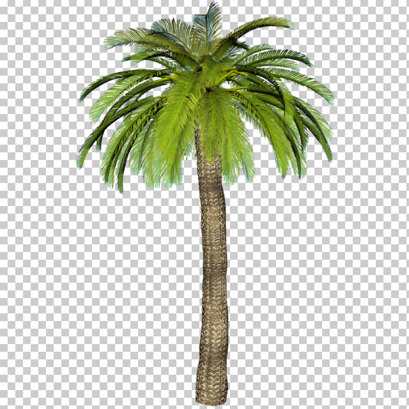 Palm Tree PNG, Clipart, Arecales, Attalea Speciosa, Coconut, Date Palm, Desert Palm Free PNG Download