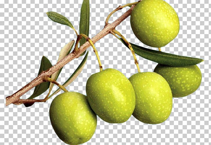 Olive Branch Turkish Military Intervention In Syria Olive Oil Food PNG, Clipart, Branch, Citrus, Food, Food Drinks, Fruit Free PNG Download
