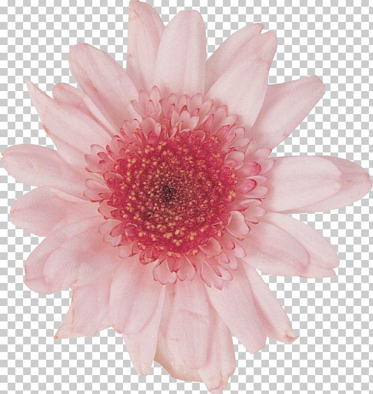 Transvaal Daisy Cut Flowers White PNG, Clipart, Chrysanthemum, Chrysanths, Color, Cut Flowers, Dahlia Free PNG Download