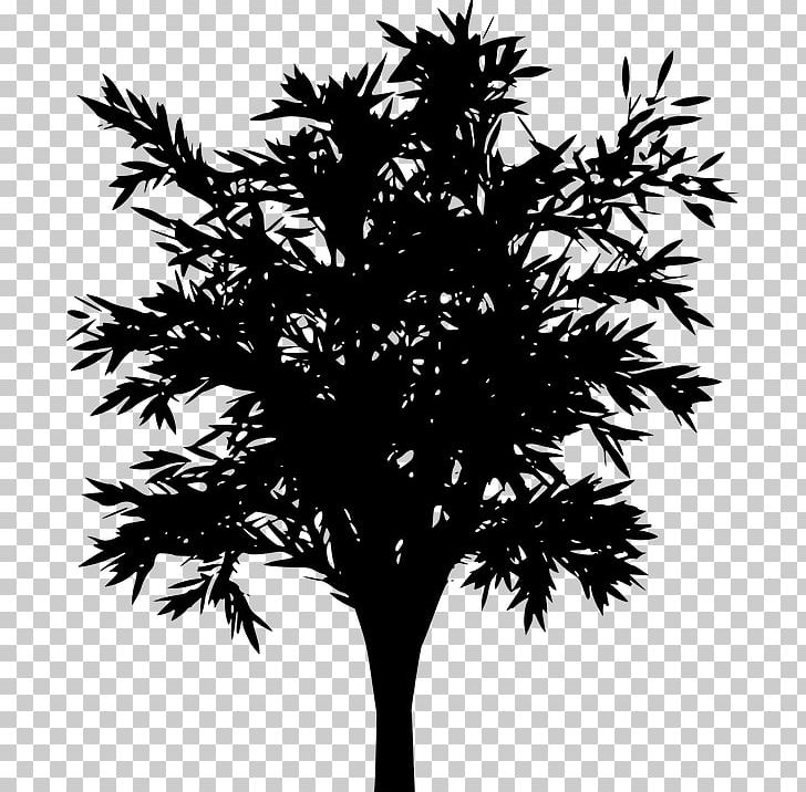 Tree PNG, Clipart, Arecales, Black, Black And White, Borassus Flabellifer, Branch Free PNG Download