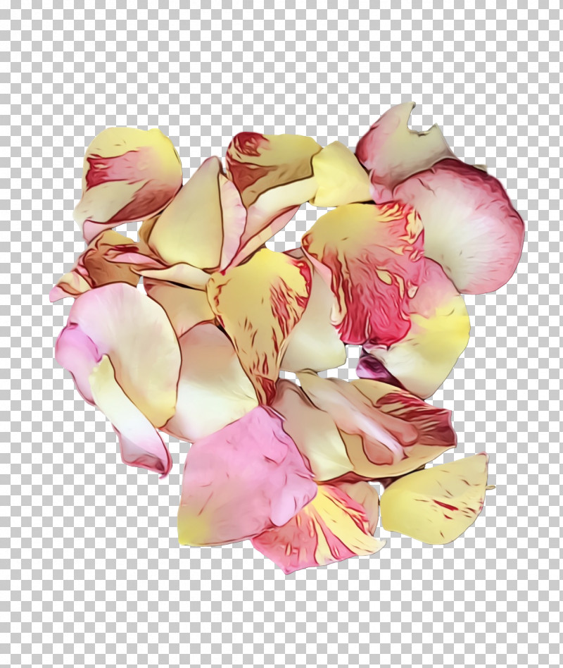 Garden Roses PNG, Clipart, Cut Flowers, Flower, Garden, Garden Roses, Paint Free PNG Download