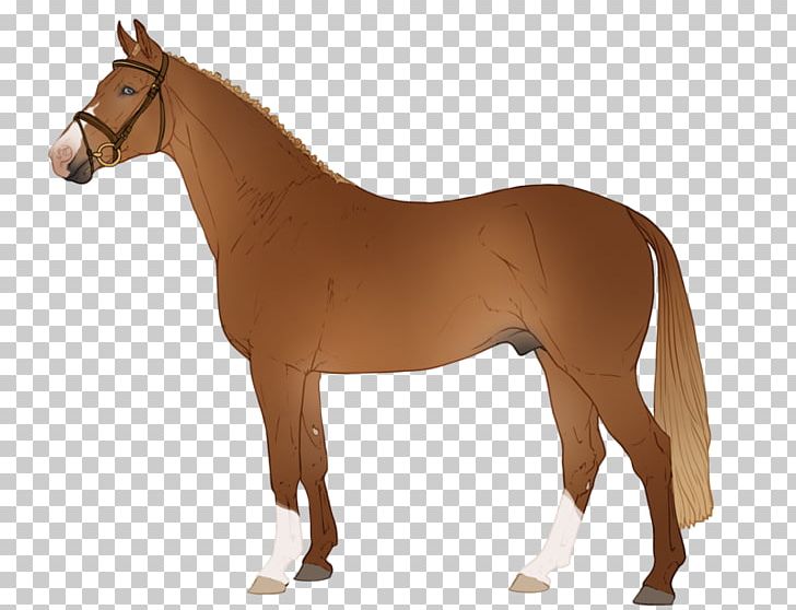 Arabian Horse Mustang Pony Stallion Foal PNG, Clipart,  Free PNG Download