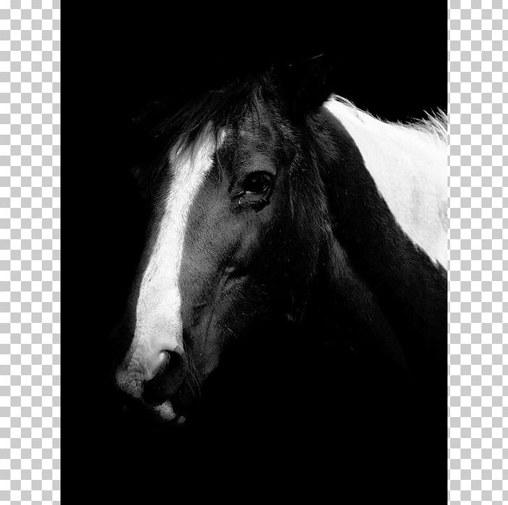Mustang Stallion Mare Pony Mane PNG, Clipart, Black, Black And White, Bridle, Colt, Halter Free PNG Download