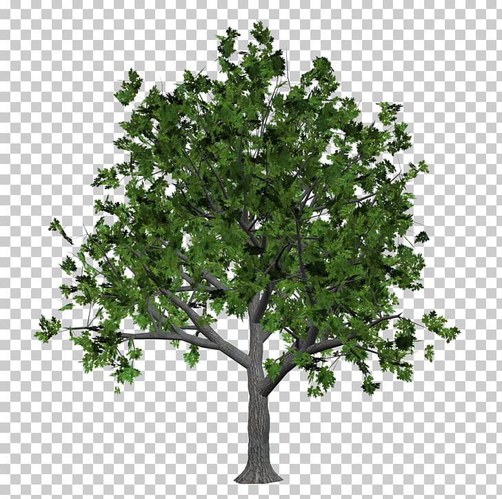 Tree PNG, Clipart, Branch, Christmas Tree, Digital Image, Family Tree, Flat Free PNG Download