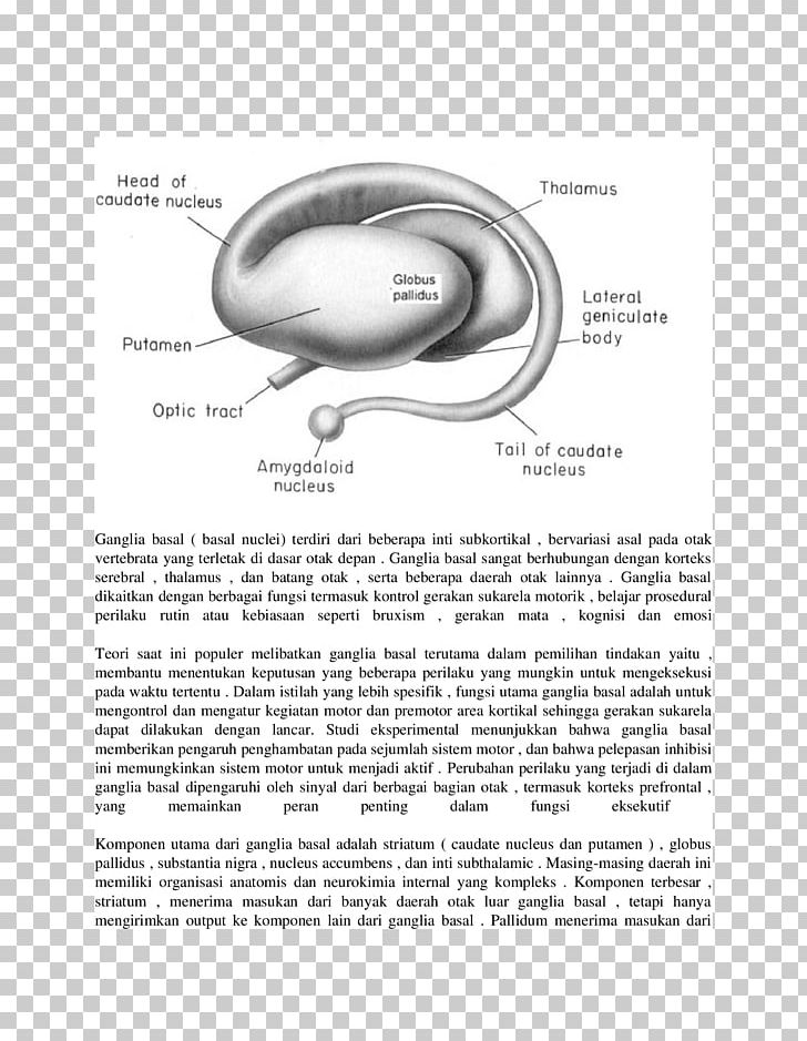 Basal Ganglia Striatum Globus Pallidus Caudate Nucleus PNG, Clipart, Afferent Nerve Fiber, Amygdala, Asal, Basal Ganglia, Black And White Free PNG Download